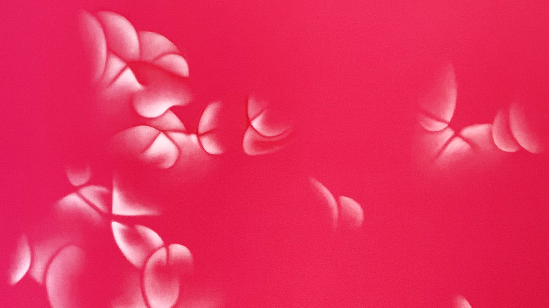 Tableau sur tissu de Guillaume Bottazzi, fond framboise, formes blanches, 240 x 190 cm, 2024, détail.